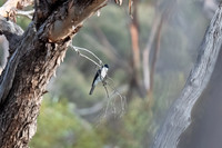 restless flycatcher