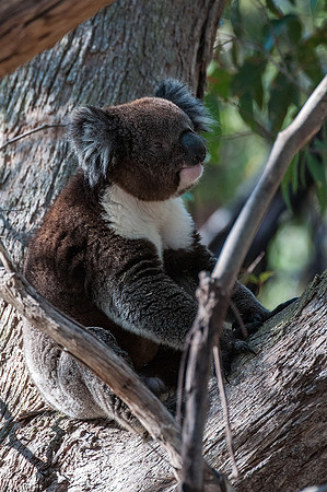 Koala  10-1-16