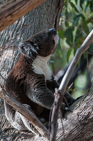 Koala  10-1-16