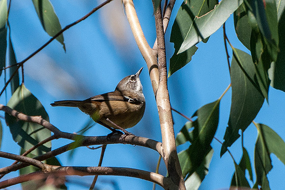 White-browed scrubwren 28-02-16
