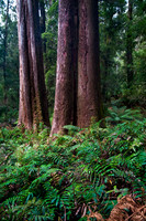 Trees and Ferns