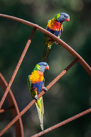 Rainbow Lorikeets  18-12-15