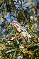 spiny-cheeked honeyeater