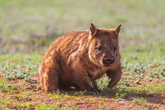 Southern Hairy-nosed Wombat