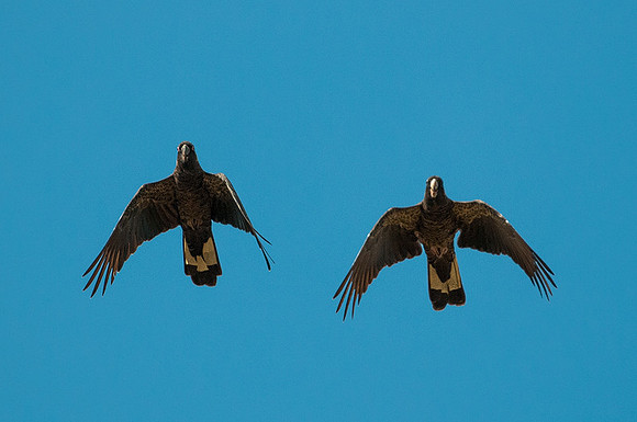 Yellow-tailed Black Cockatoos  11-03-16