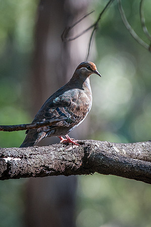 Brush Bronzewing