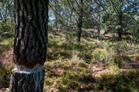 Pine Trees, ringbarked