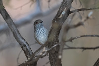 inland thornbill