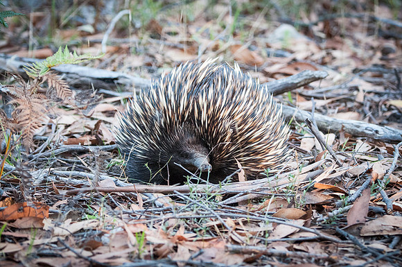 echidna 27-02-16