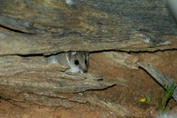 Slender -tailed Dunnart  (?)