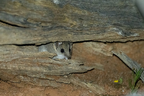 Slender -tailed Dunnart  (?)