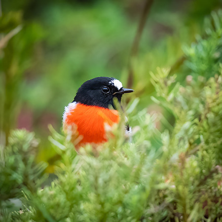Scarlet robin  20-03-2022