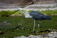 White-necked Heron at  Wadna Yaldha (Chambers Gorge)