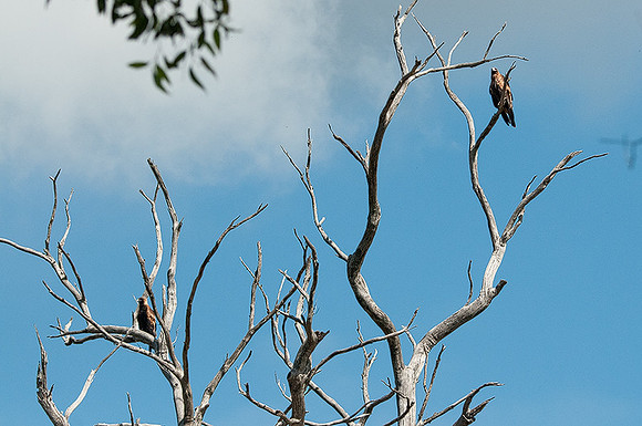 Wedge-tailed Eagles  11-03-16