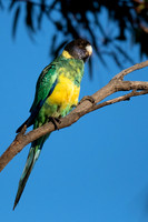 Port Lincoln parrot