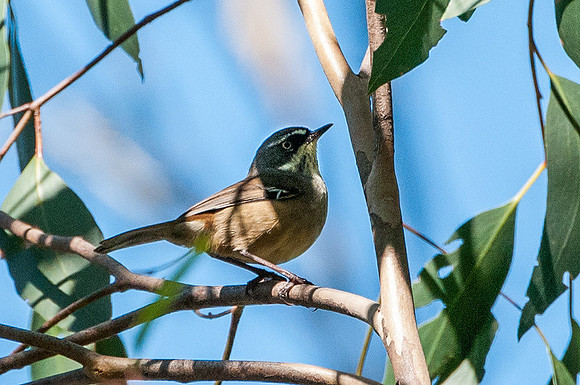 White-browed scrubwren 28-02-16