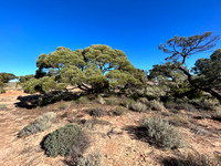 myall tree
