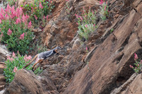 their agility on sometimes almost sheer rock faces is amazing