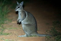 Bridled Nail-tail Wallaby