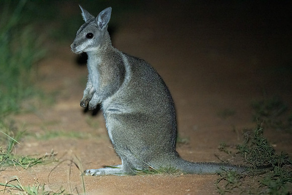 Bridled Nail-tail Wallaby