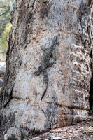 lace monitor