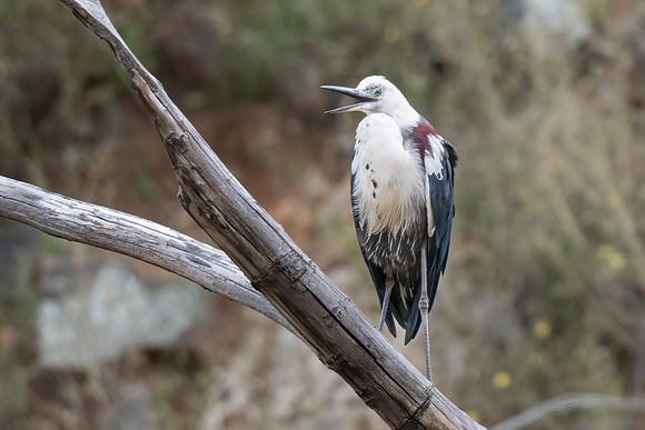 White-necked heron