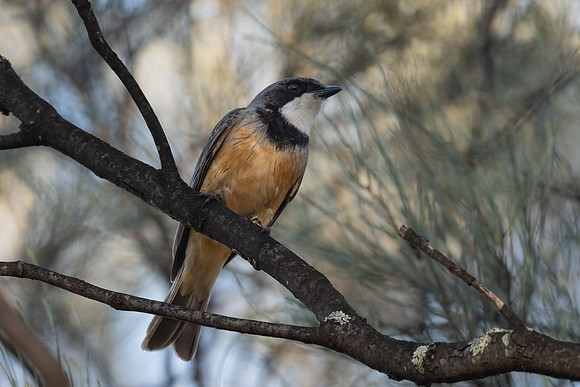 Rufous Whistler