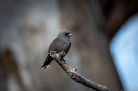 dusky woodswallow