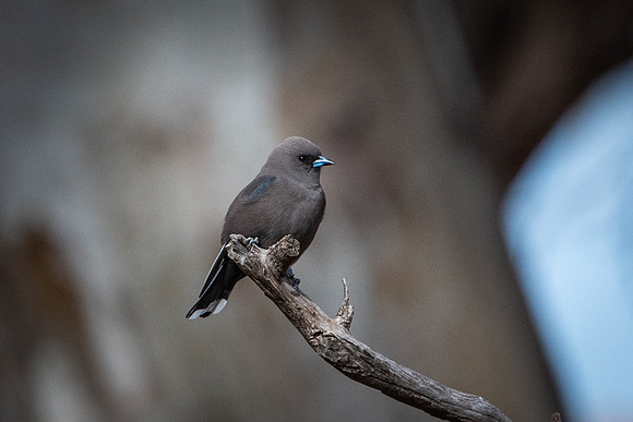 dusky woodswallow