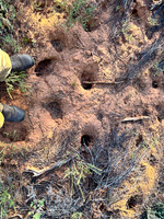 this is what mallee soil should look like when the area is inhabited by its natural regimen of digging marsupials instead of being trampled flat by introduced hard hooves !