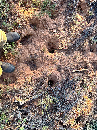 this is what mallee soil should look like when the area is inhabited by its natural regimen of digging marsupials instead of being trampled flat by introduced hard hooves !
