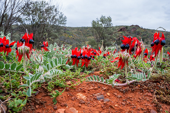 Sturt Desert Pea