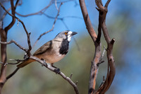 crested bellbird