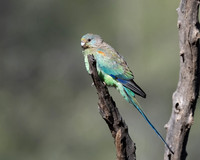 Mulga Parrot