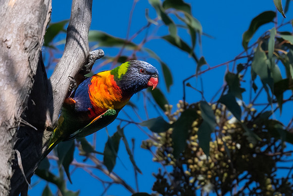 Rainbow lorikeet  02-04-2023