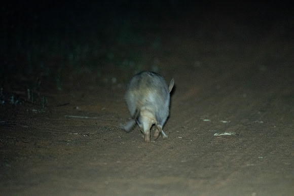 pretty sure that's junior hanging out the back of mum as she hops up the road
