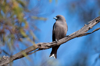 dusky woodswallow