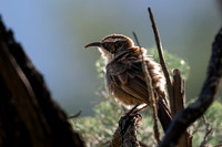 White-browed Babbler