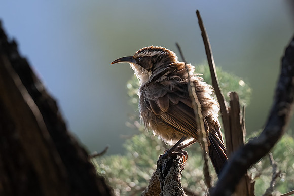 White-browed Babbler