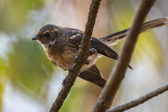 Grey Fan-tail   19-01-2022