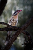 spiny-cheeked honeyeater