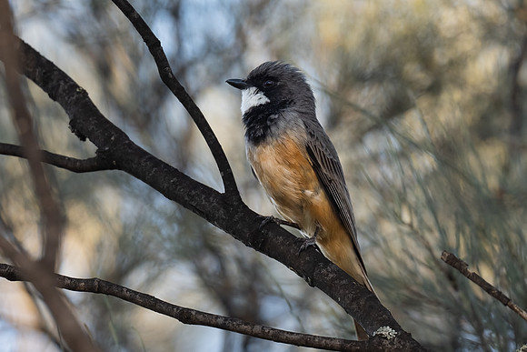 Rufous Whistler