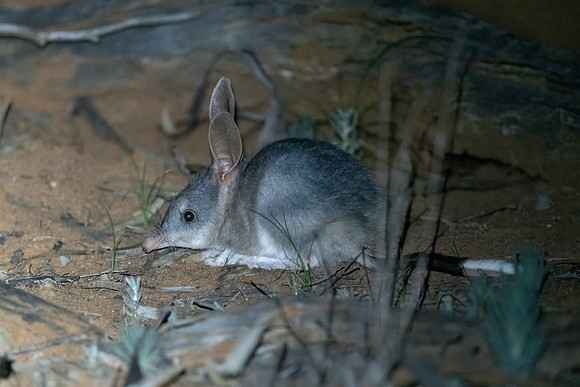couldn't believe it when this young bilby didn't run immediately