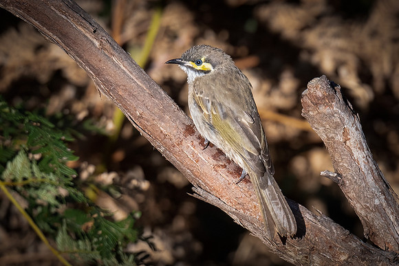 Yellow-faced honeyeater  04-04-2023