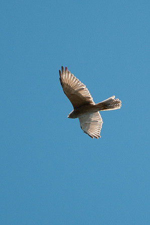 Brown Goshawk (?) 28-02-16
