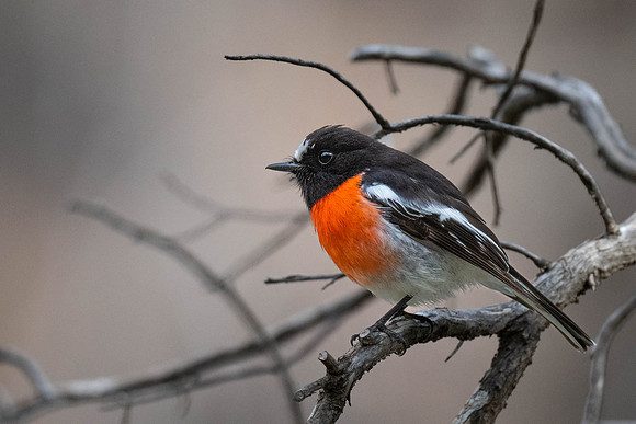 Scarlet Robin