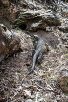 lace monitor
