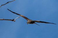 black kite