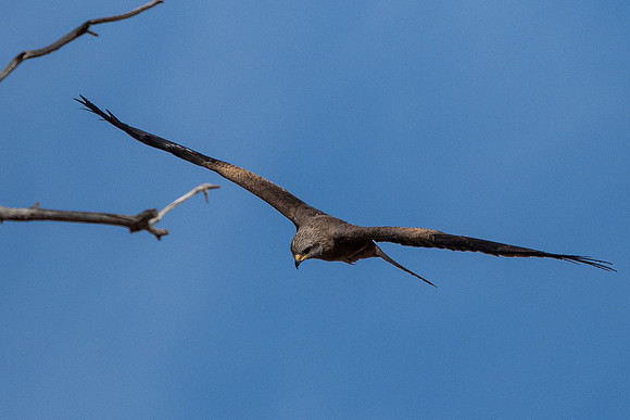 black kite
