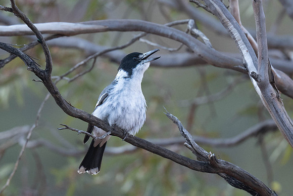 Grey Butcherbird